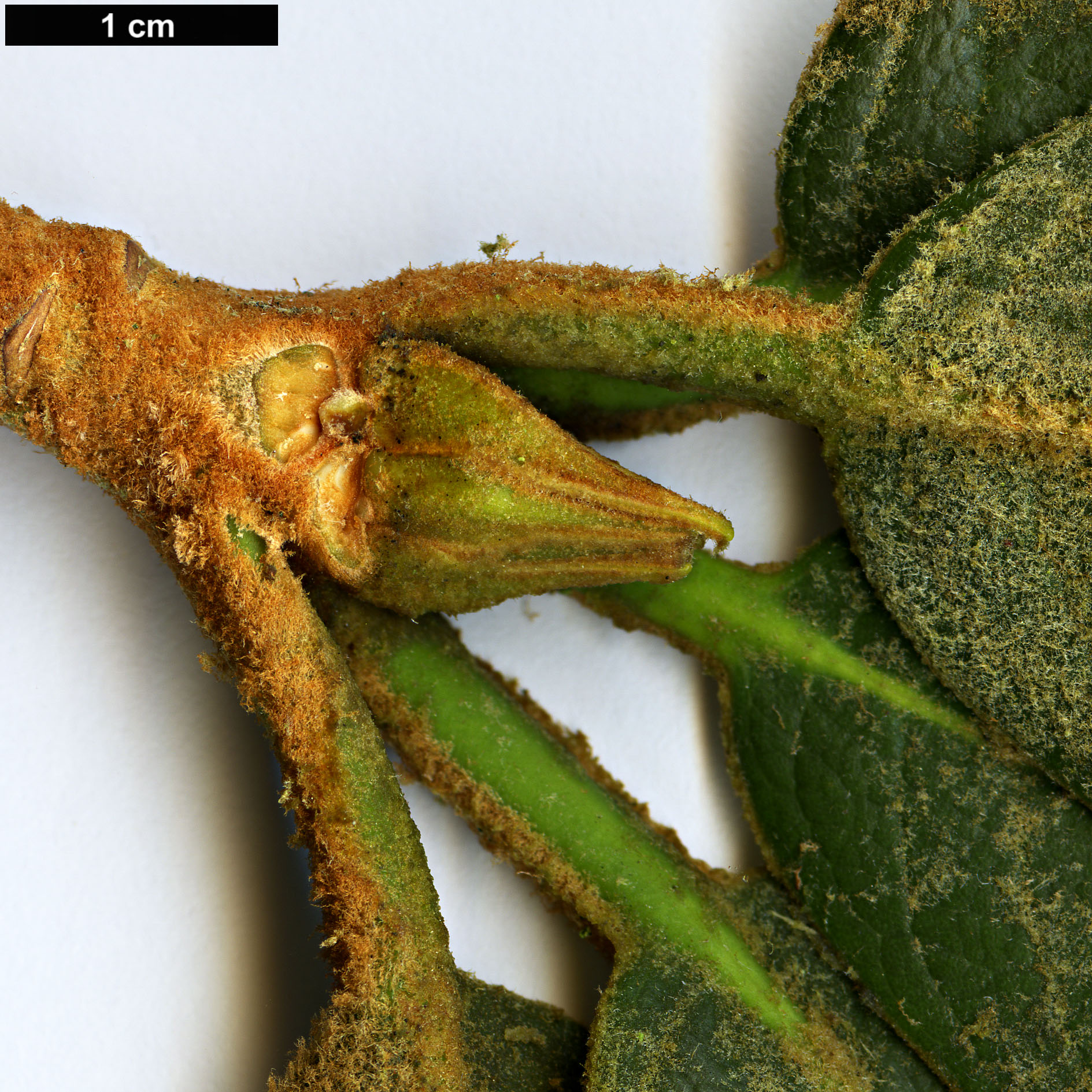 High resolution image: Family: Ericaceae - Genus: Rhododendron - Taxon: falconeri - SpeciesSub: subsp. eximium